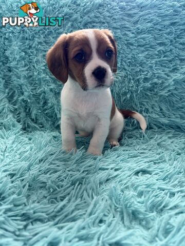 French Bulldog X Cavalier King Charles
