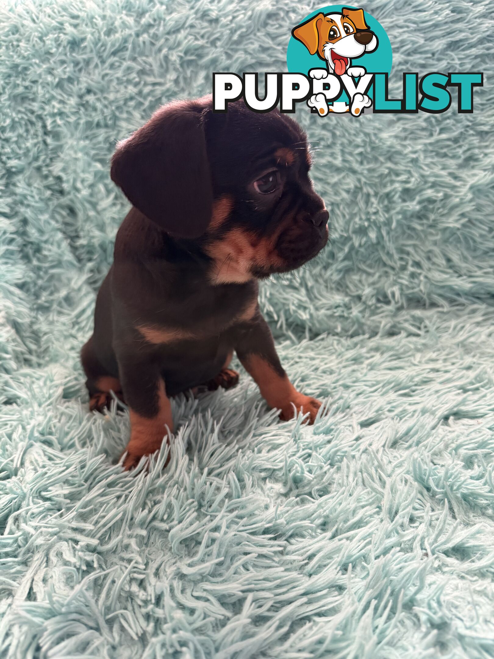 French Bulldog X Cavalier King Charles