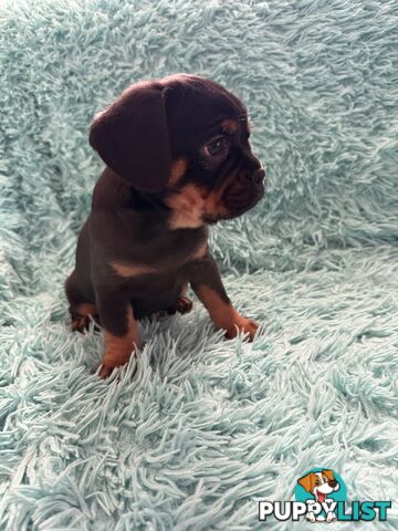 French Bulldog X Cavalier King Charles