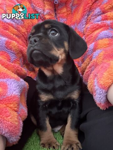 French Bulldog X Cavalier King Charles