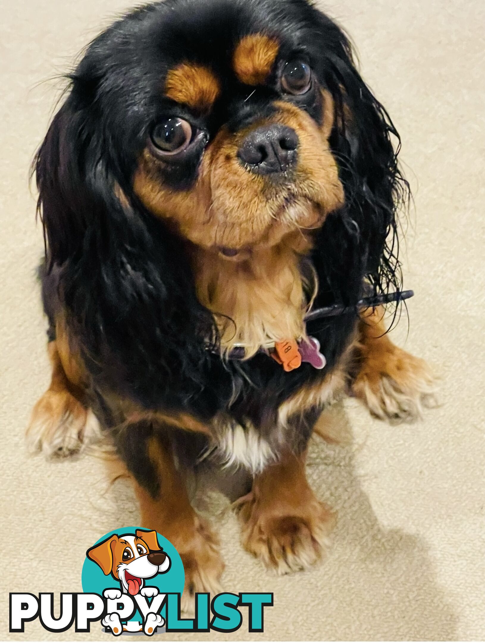French Bulldog X Cavalier King Charles