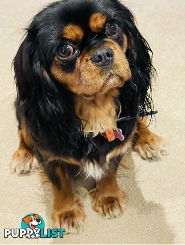 French Bulldog X Cavalier King Charles