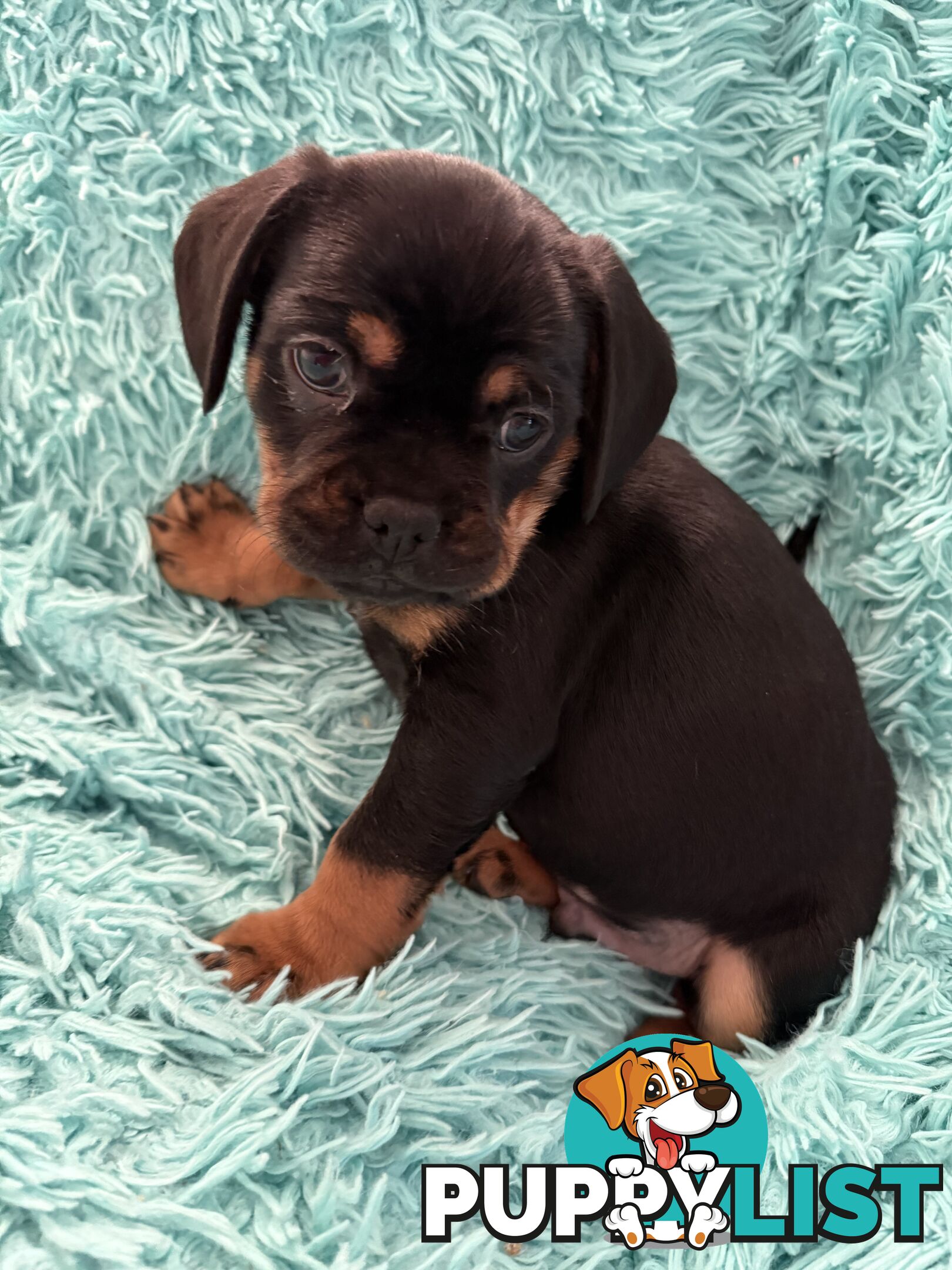 French Bulldog X Cavalier King Charles