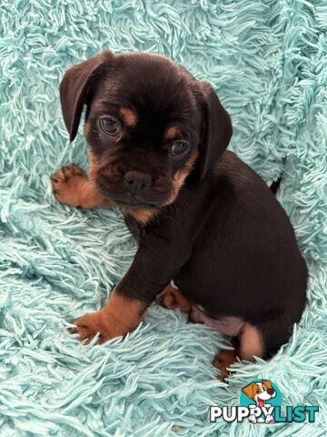 French Bulldog X Cavalier King Charles