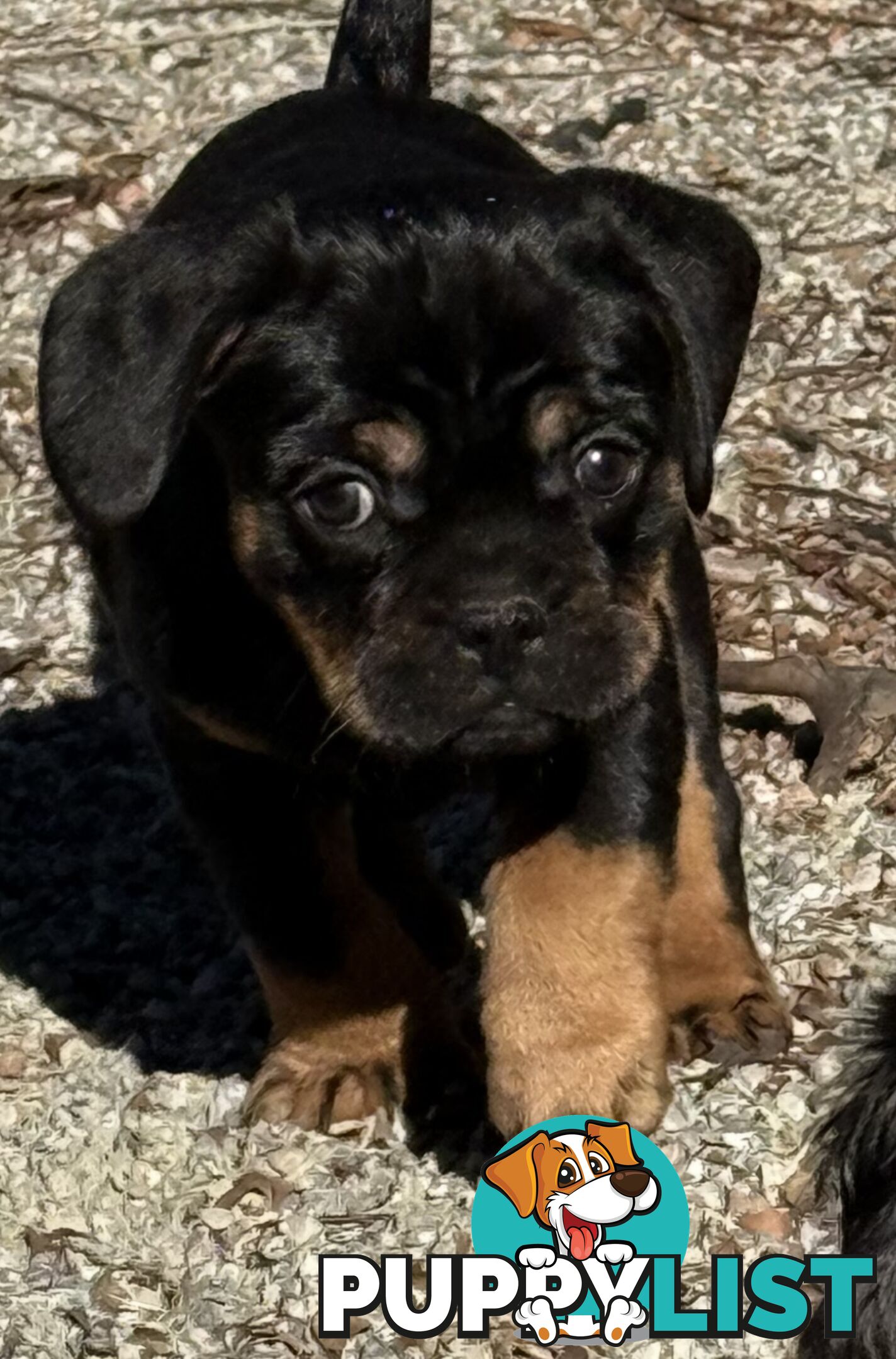 French Bulldog X Cavalier King Charles