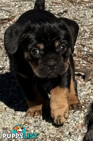 French Bulldog X Cavalier King Charles