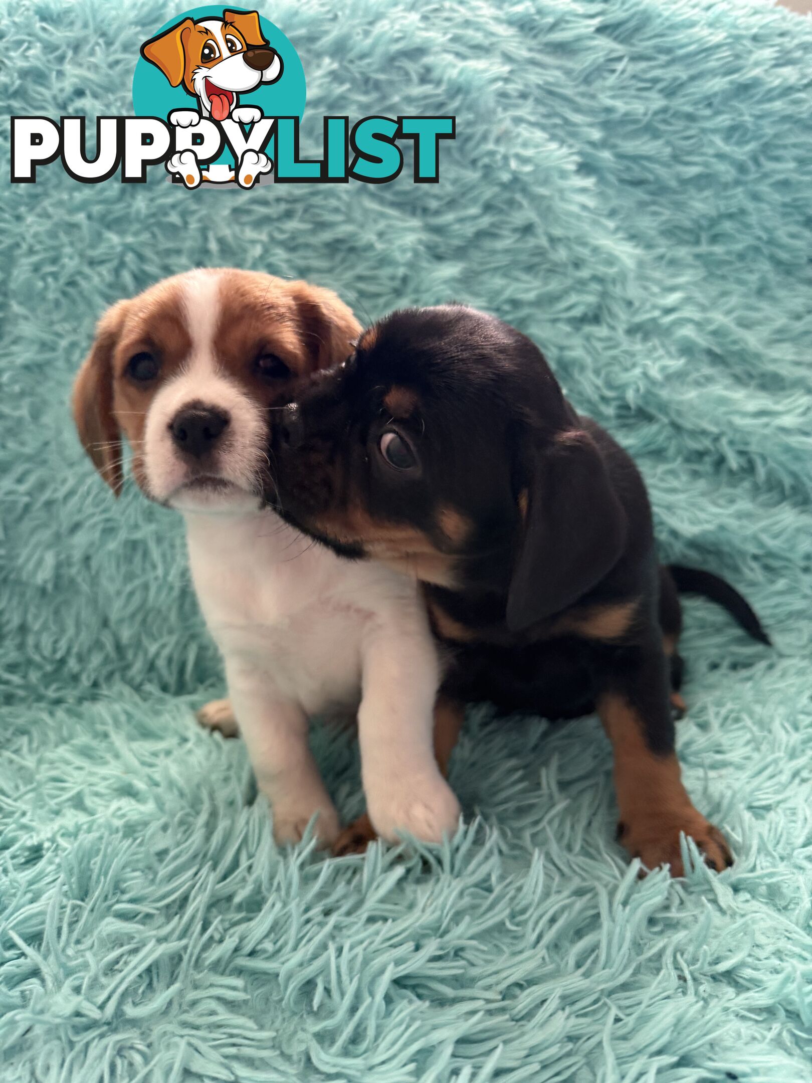 French Bulldog X Cavalier King Charles