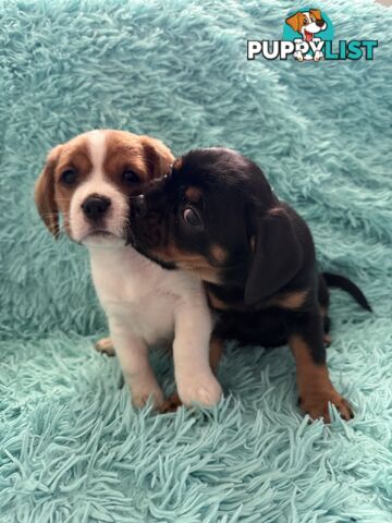 French Bulldog X Cavalier King Charles
