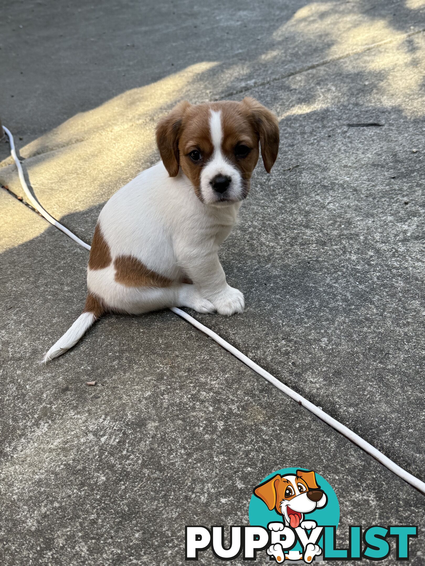 French Bulldog X Cavalier King Charles