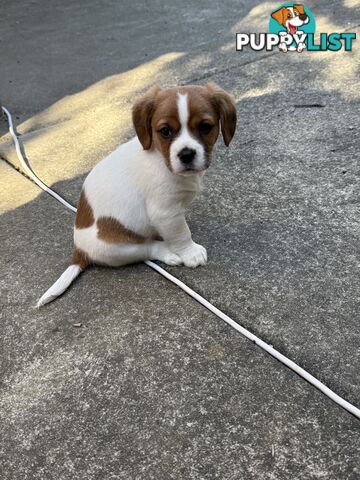 French Bulldog X Cavalier King Charles