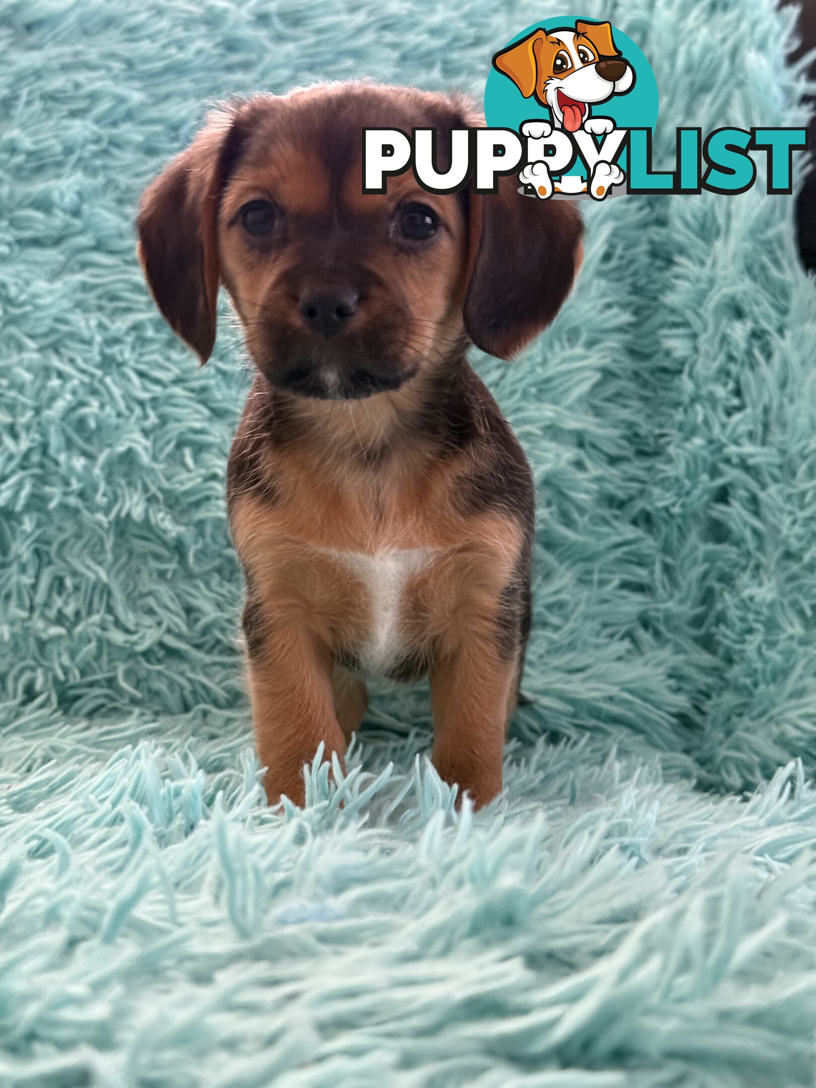 French Bulldog X Cavalier King Charles