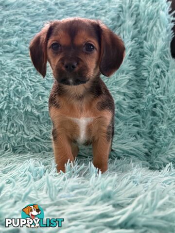 French Bulldog X Cavalier King Charles