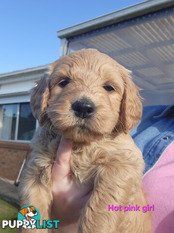F1b Groodle Pups 🐶