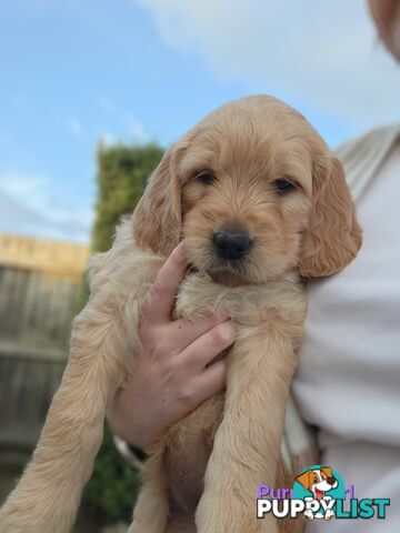 F1b Groodle Pups 🐶