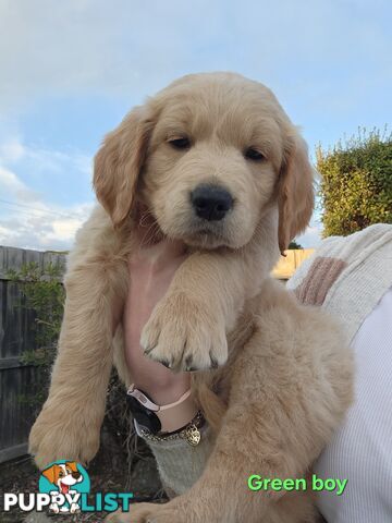 GROODLE PUPS - 2 BOYS READY NOW