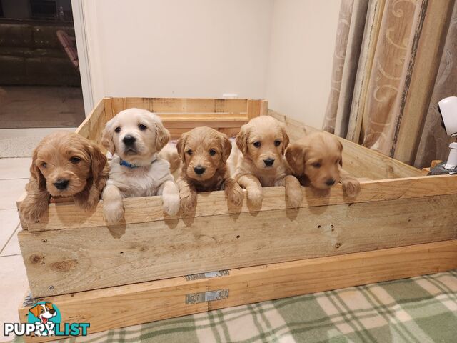 F1b Groodle Pups 🐶