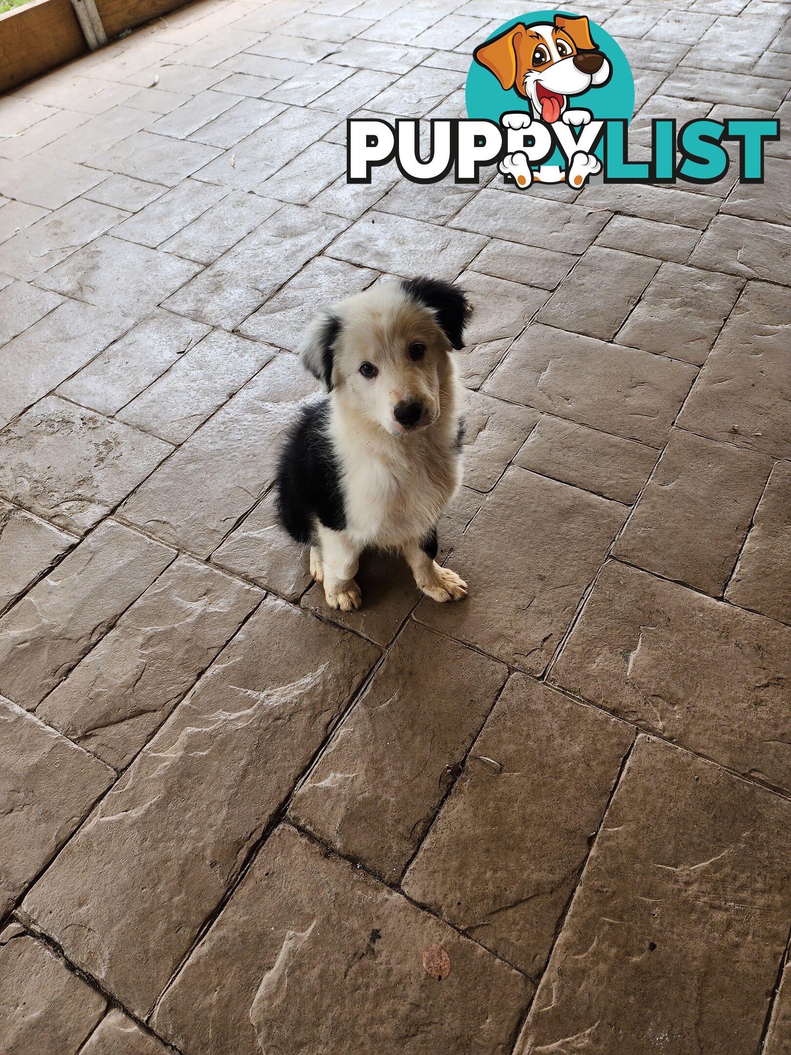 Pure breed Border Collie puppy looking for his forever home