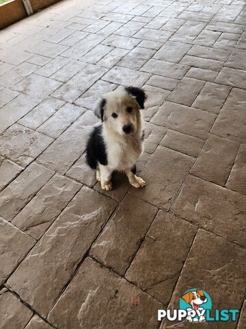 Pure breed Border Collie puppy looking for his forever home