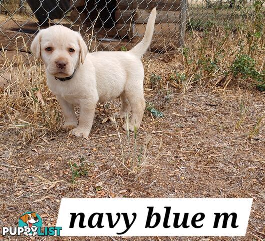 Labrador Puppies