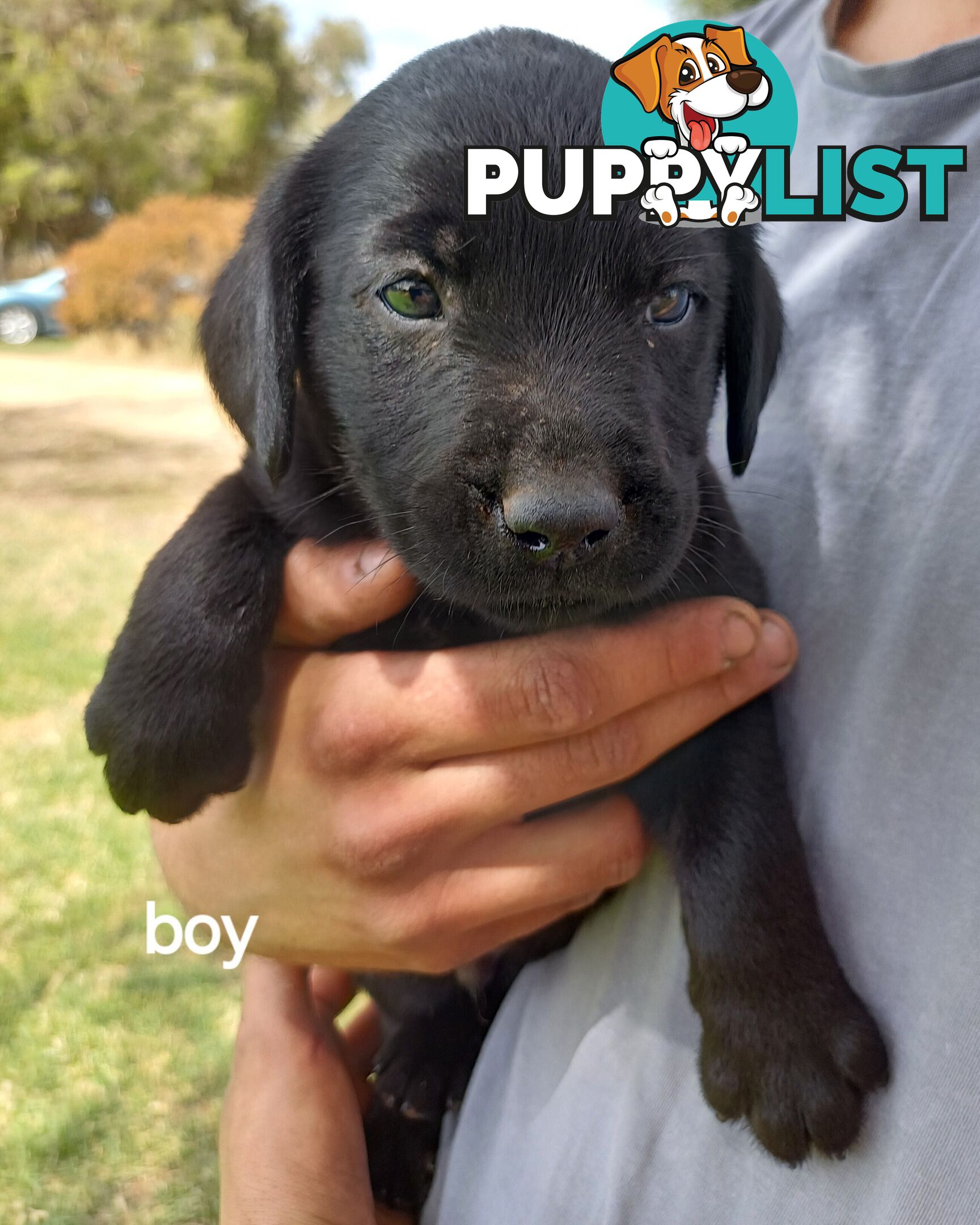 Labrador Puppies