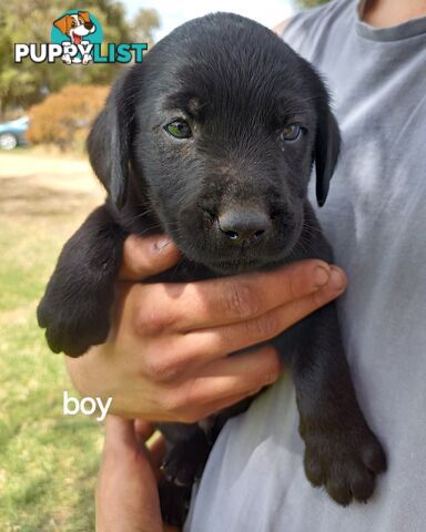 Labrador Puppies