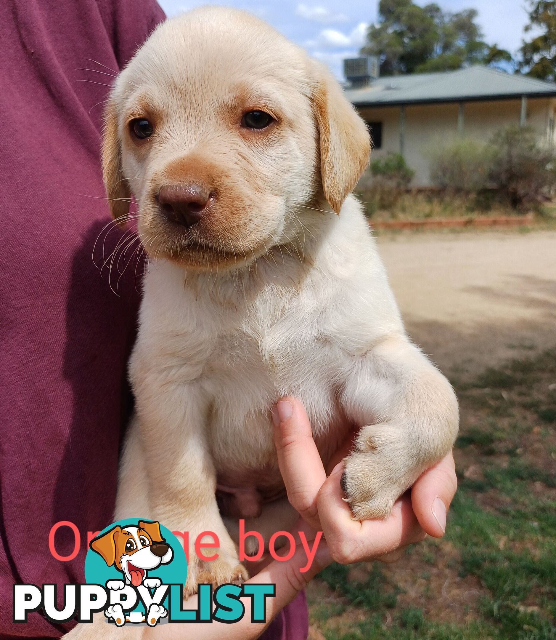 Labrador Puppies