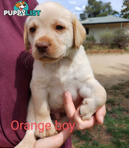 Labrador Puppies