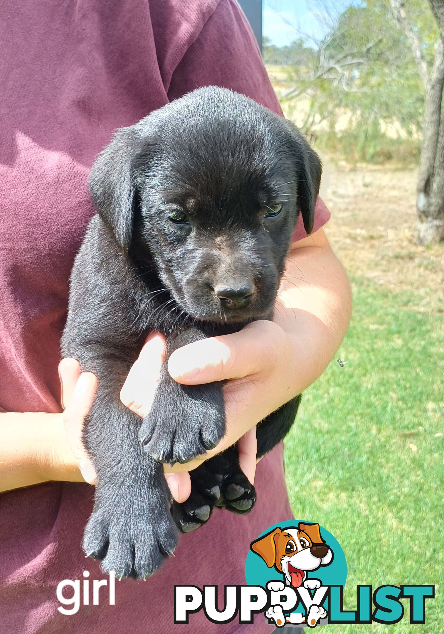 Labrador Puppies