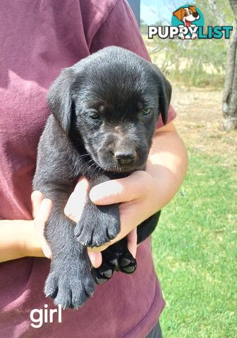 Labrador Puppies