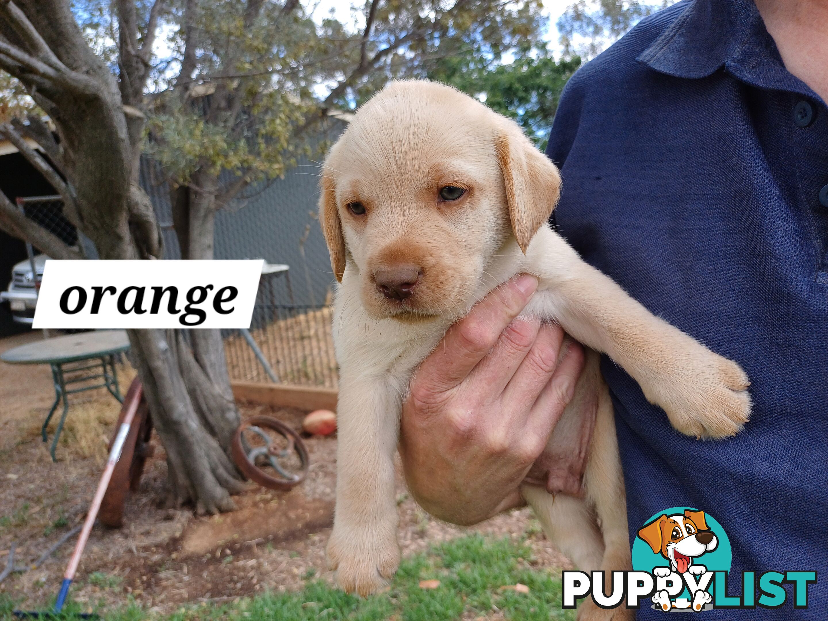 Labrador Puppies