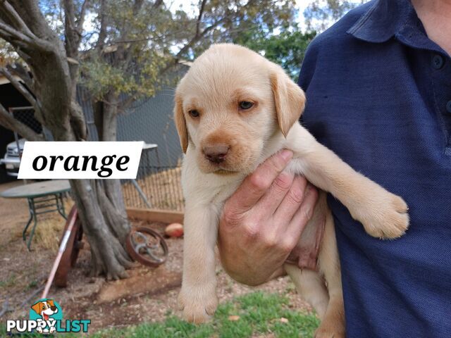 Labrador Puppies