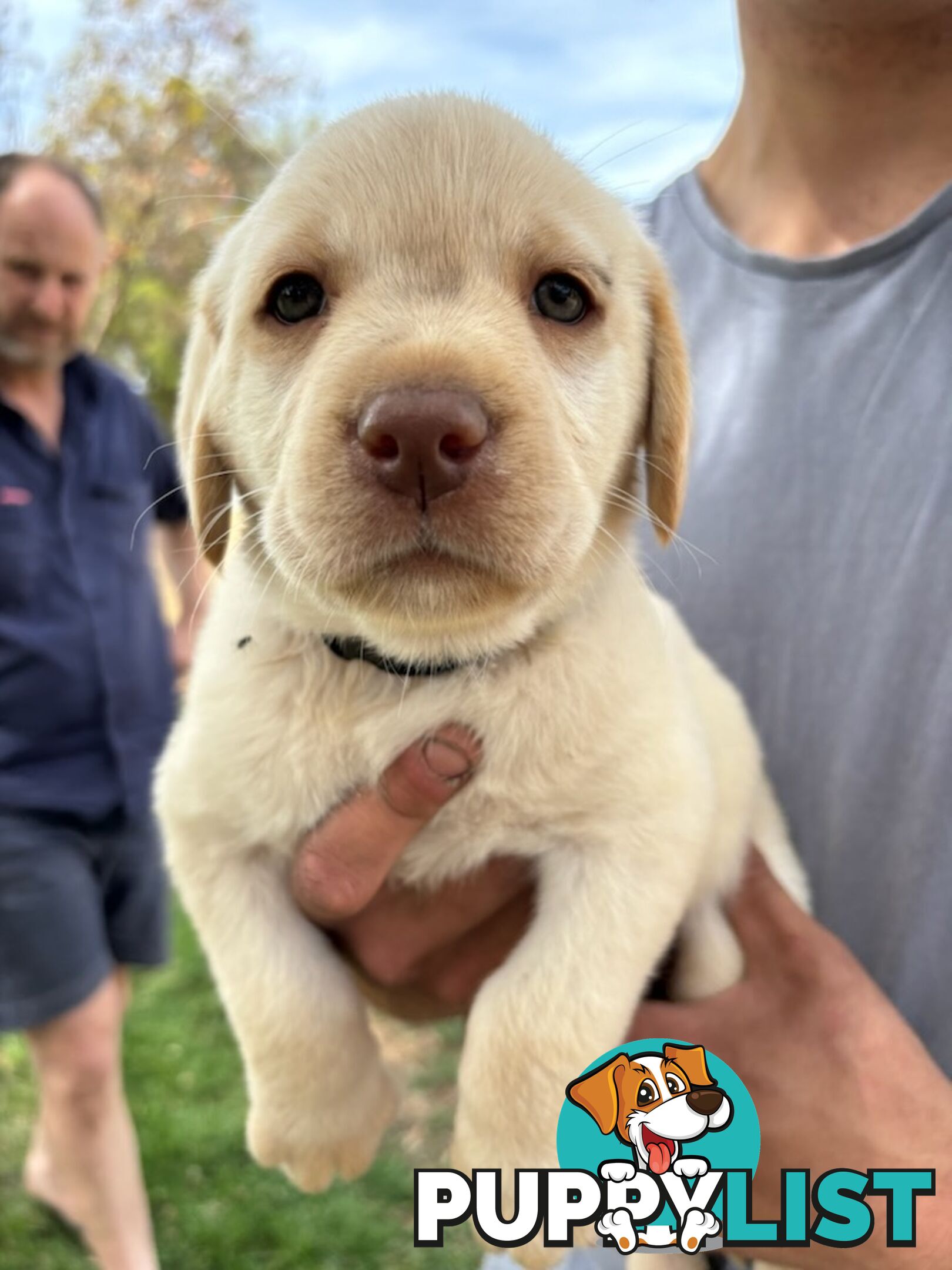 Labrador Puppies