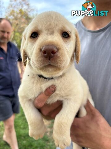 Labrador Puppies