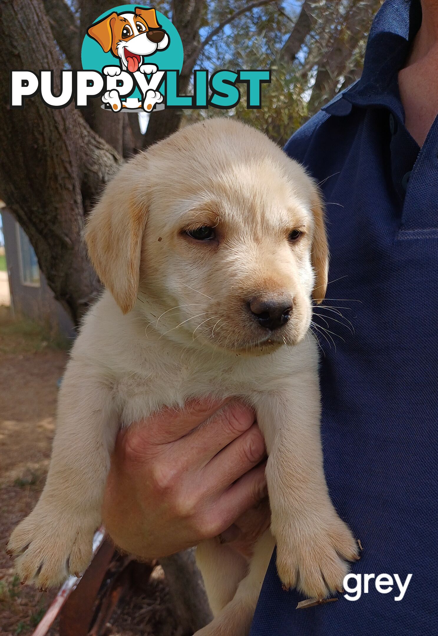 Labrador Puppies