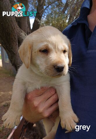 Labrador Puppies