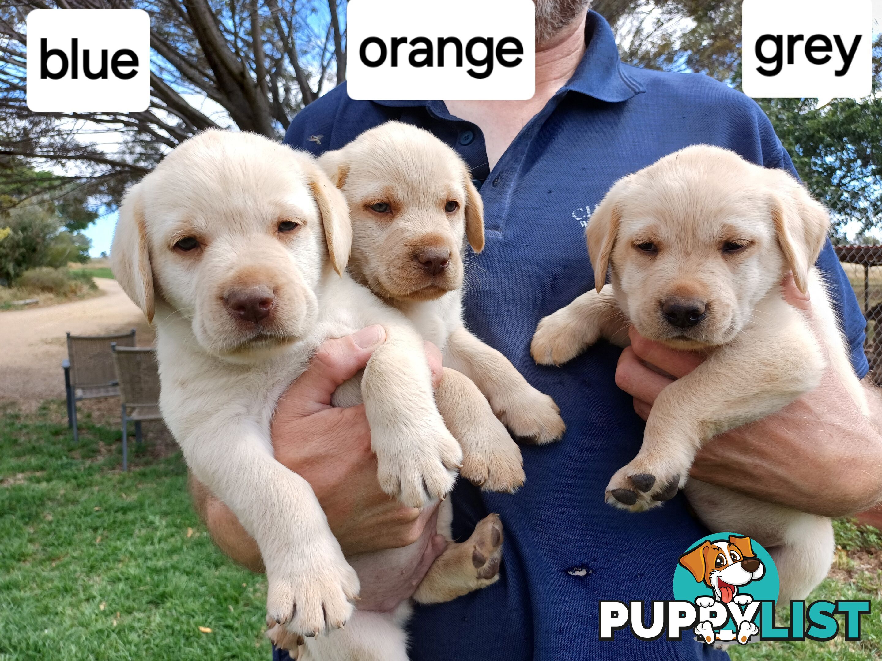 Labrador Puppies