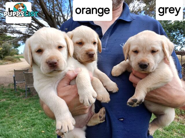 Labrador Puppies