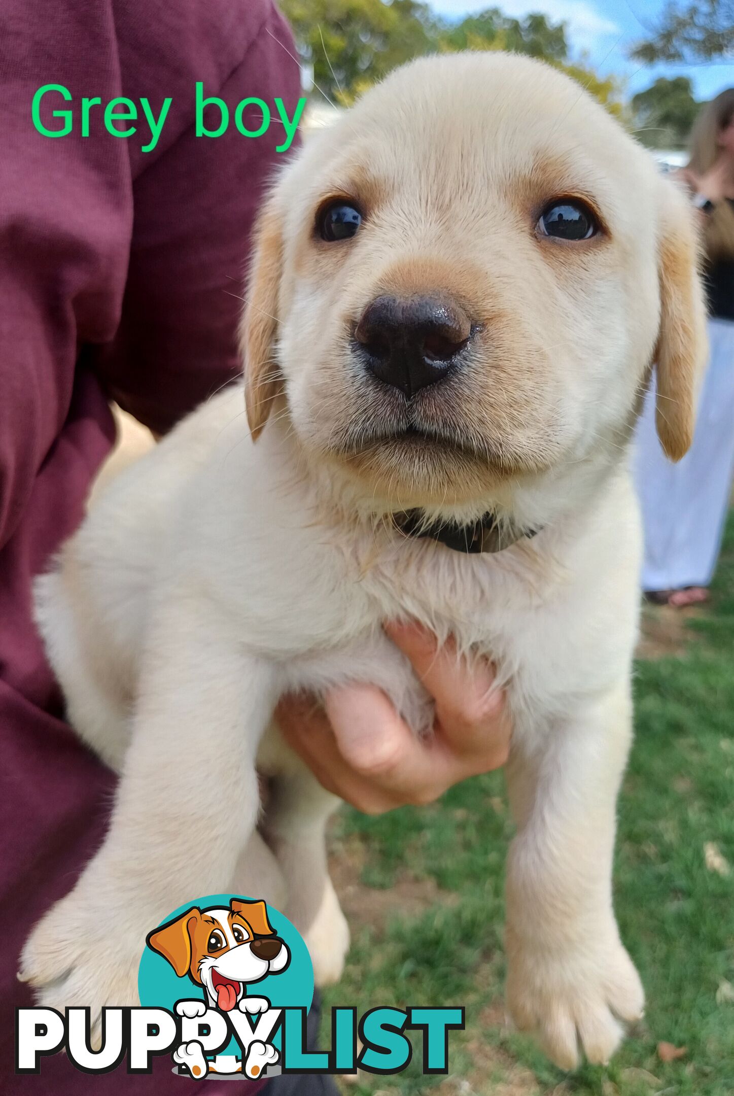 Labrador Puppies