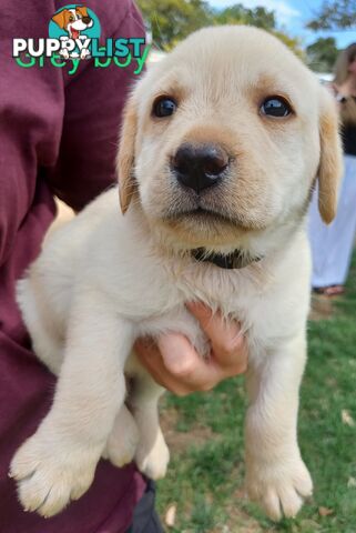 Labrador Puppies