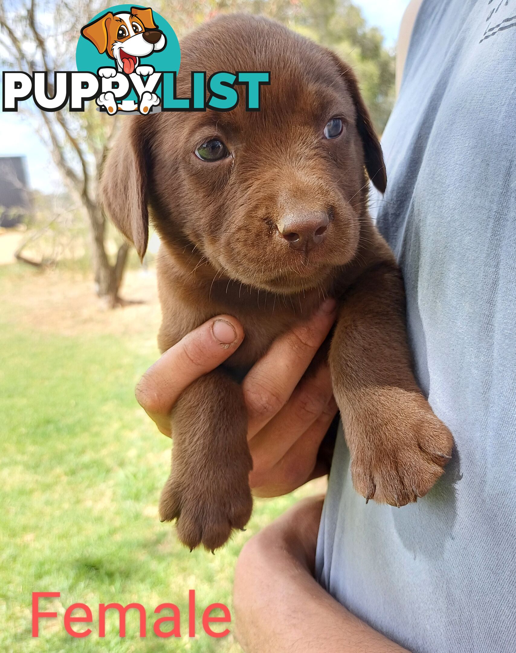 Labrador Puppies