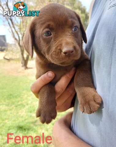 Labrador Puppies