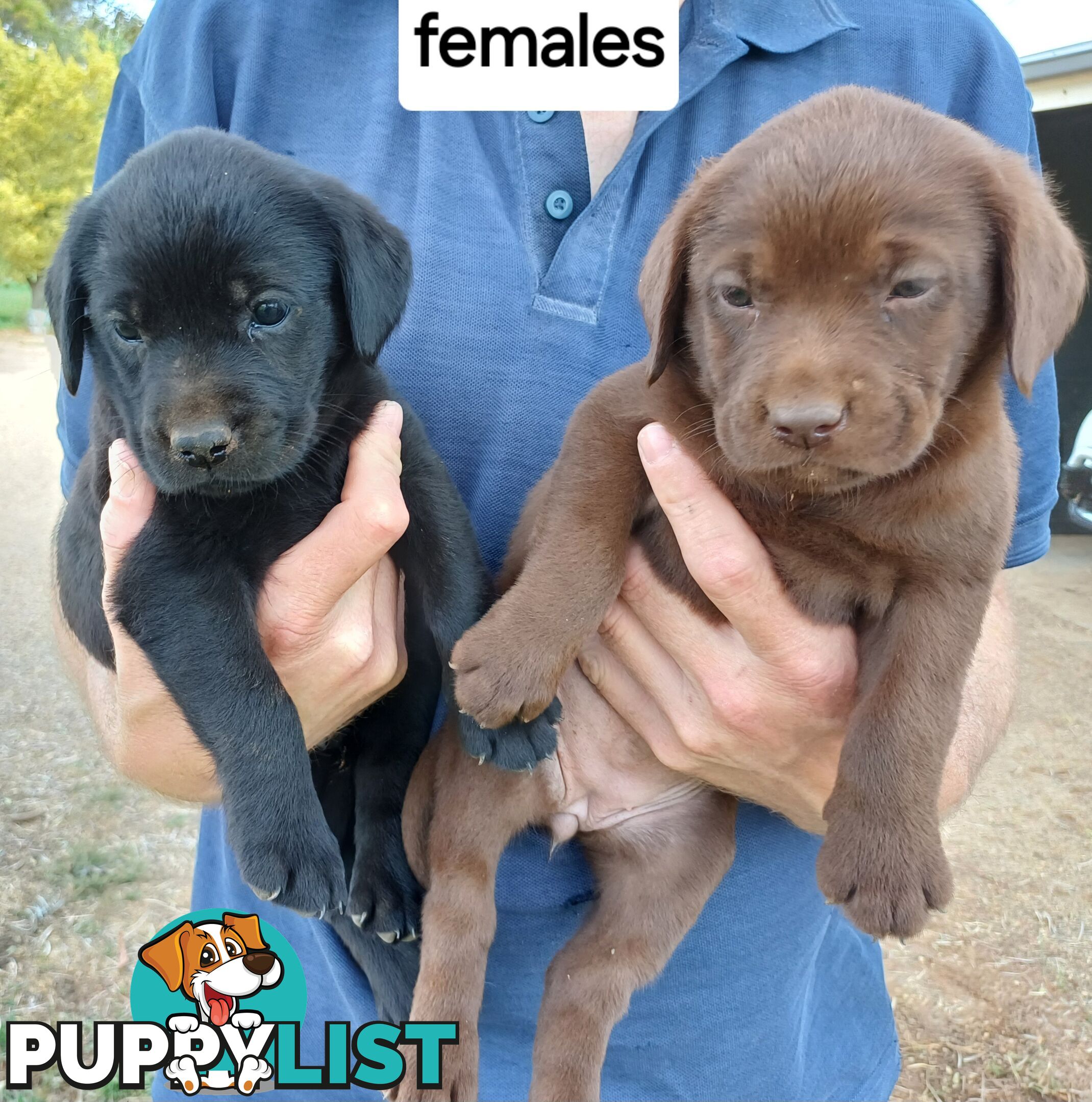 Labrador Puppies