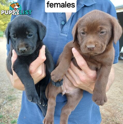 Labrador Puppies