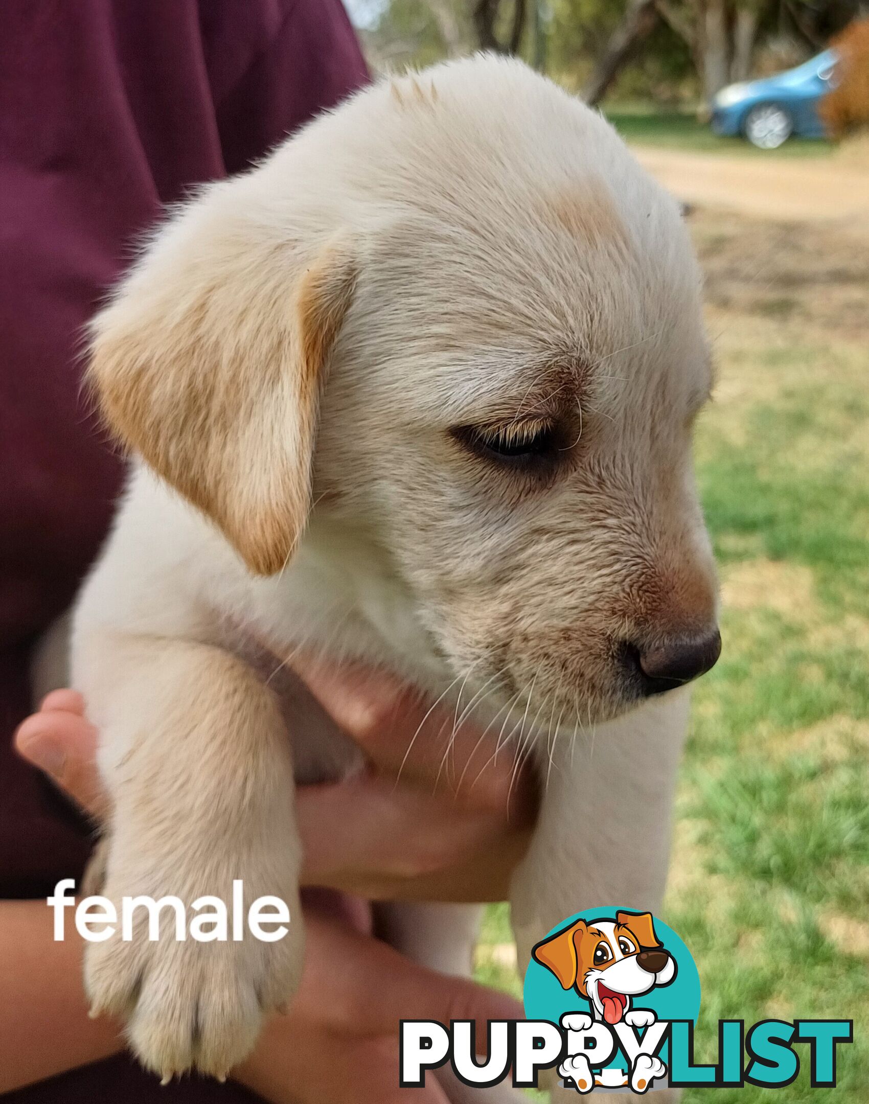 Labrador Puppies