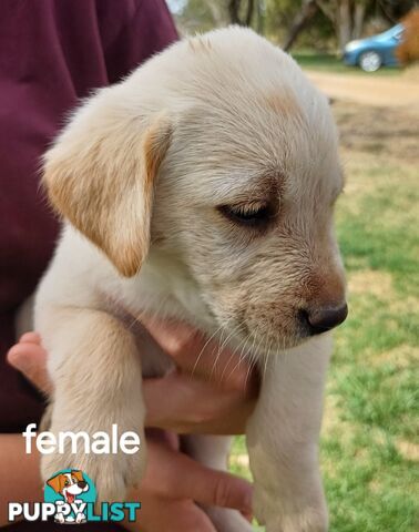 Labrador Puppies