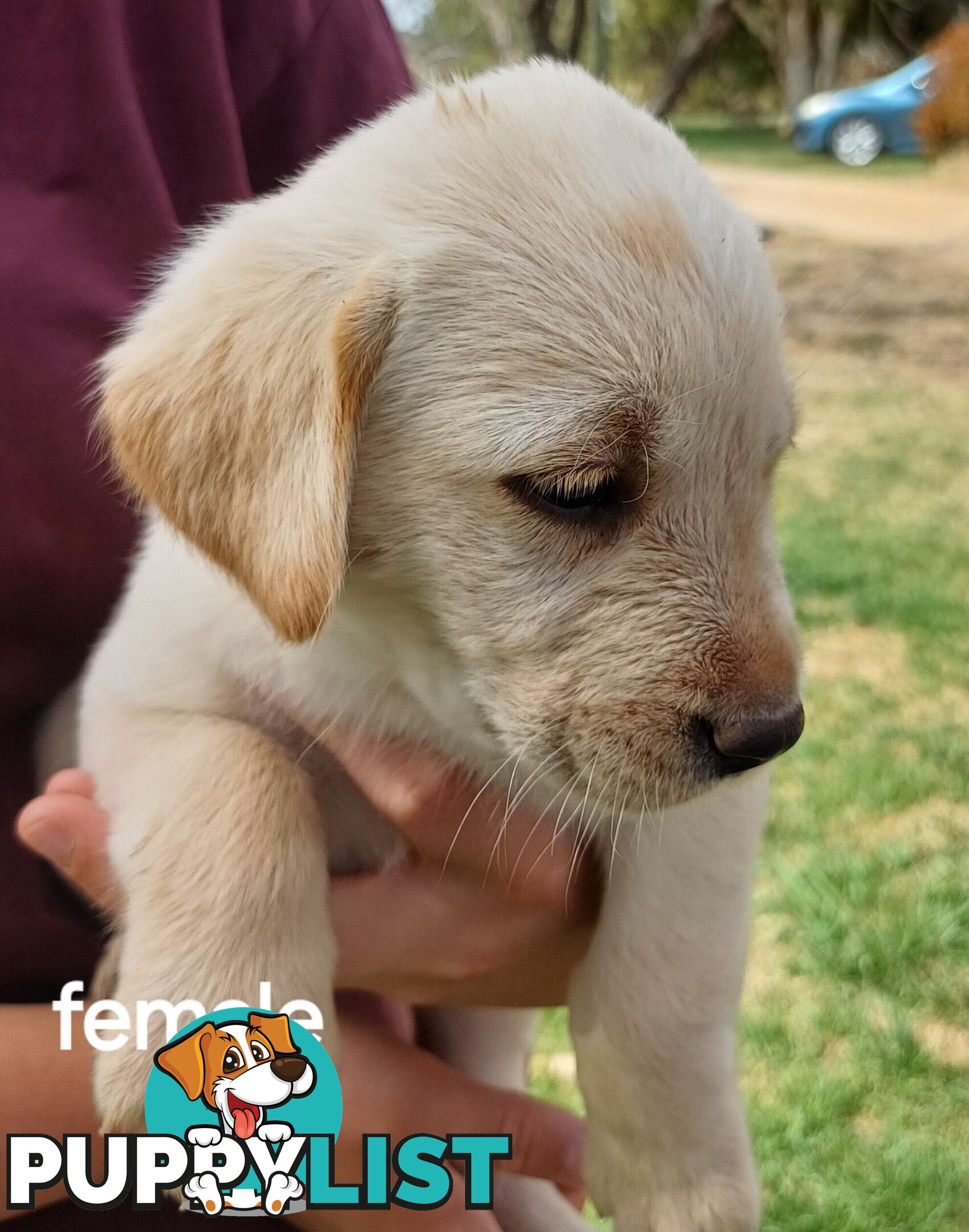 Labrador Puppies