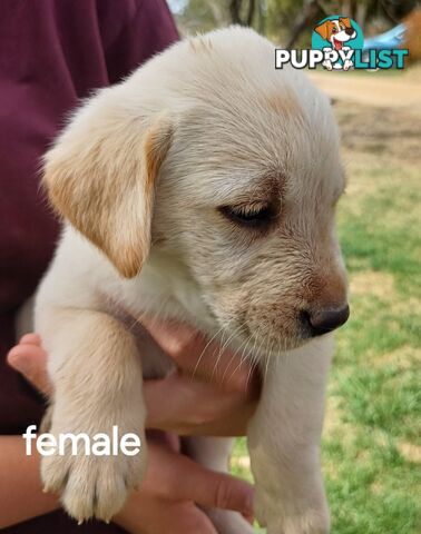 Labrador Puppies