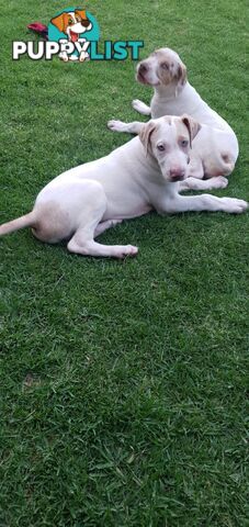 Bull Arab dane Catahoula X Pitty Greyhound Lab puppies