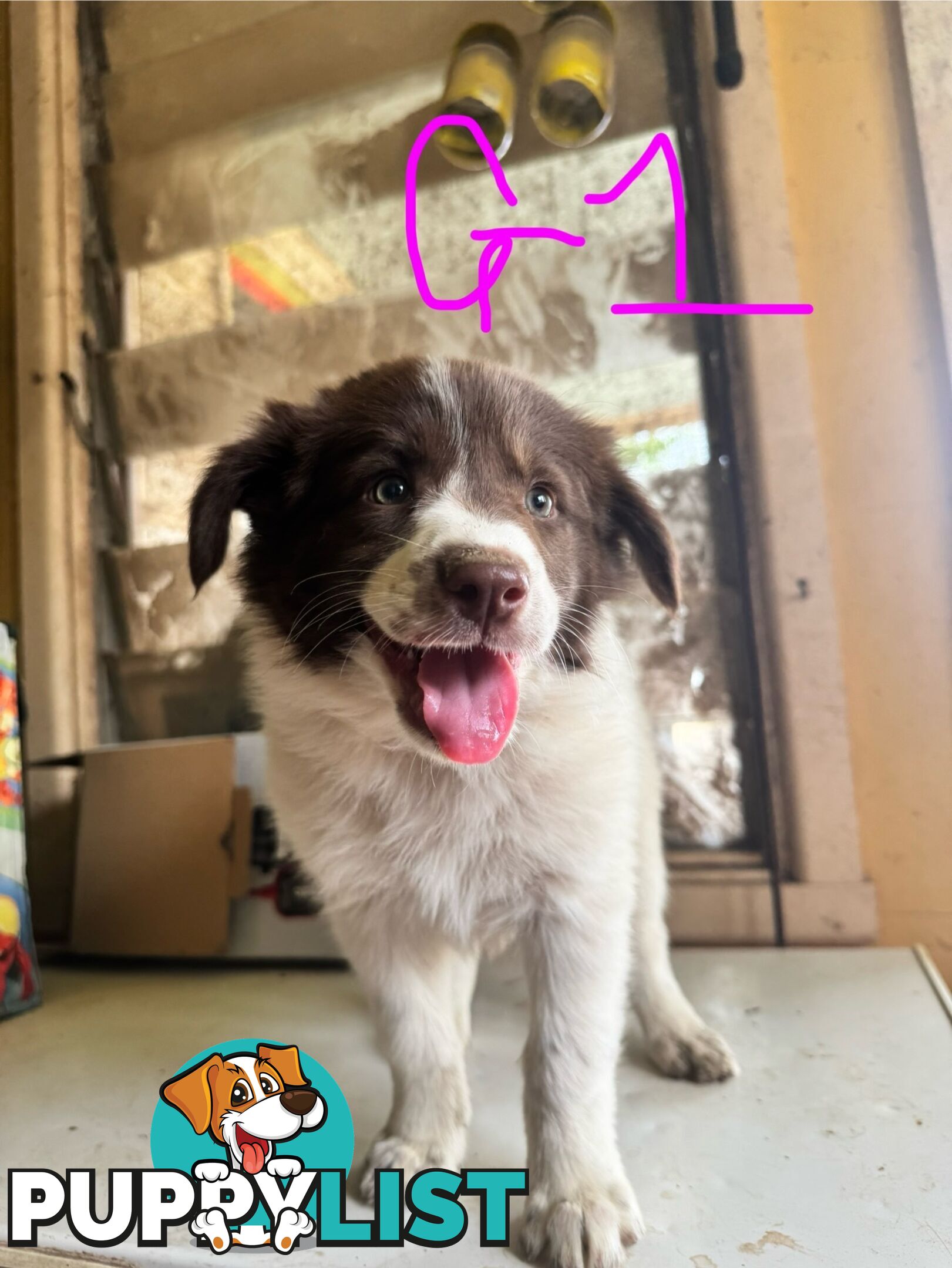 pure bred border collie pups