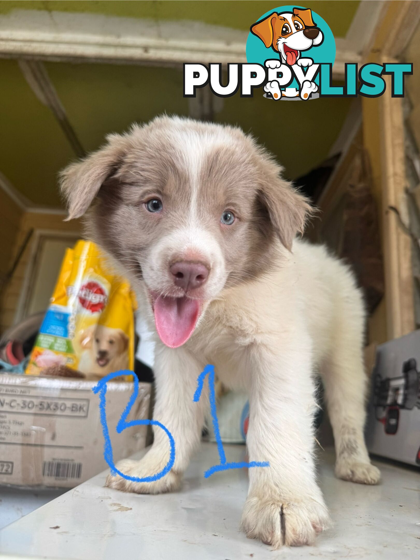 pure bred border collie pups